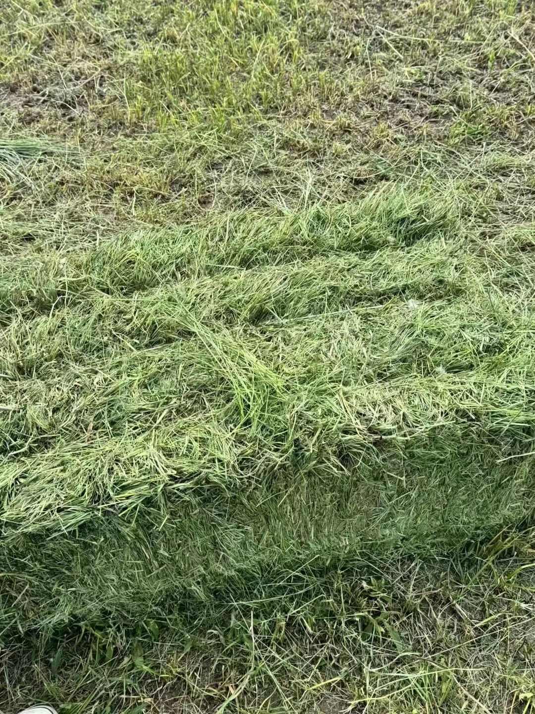 新牧草上市，黑龙江地区天然牧草，披碱草，小叶章等。