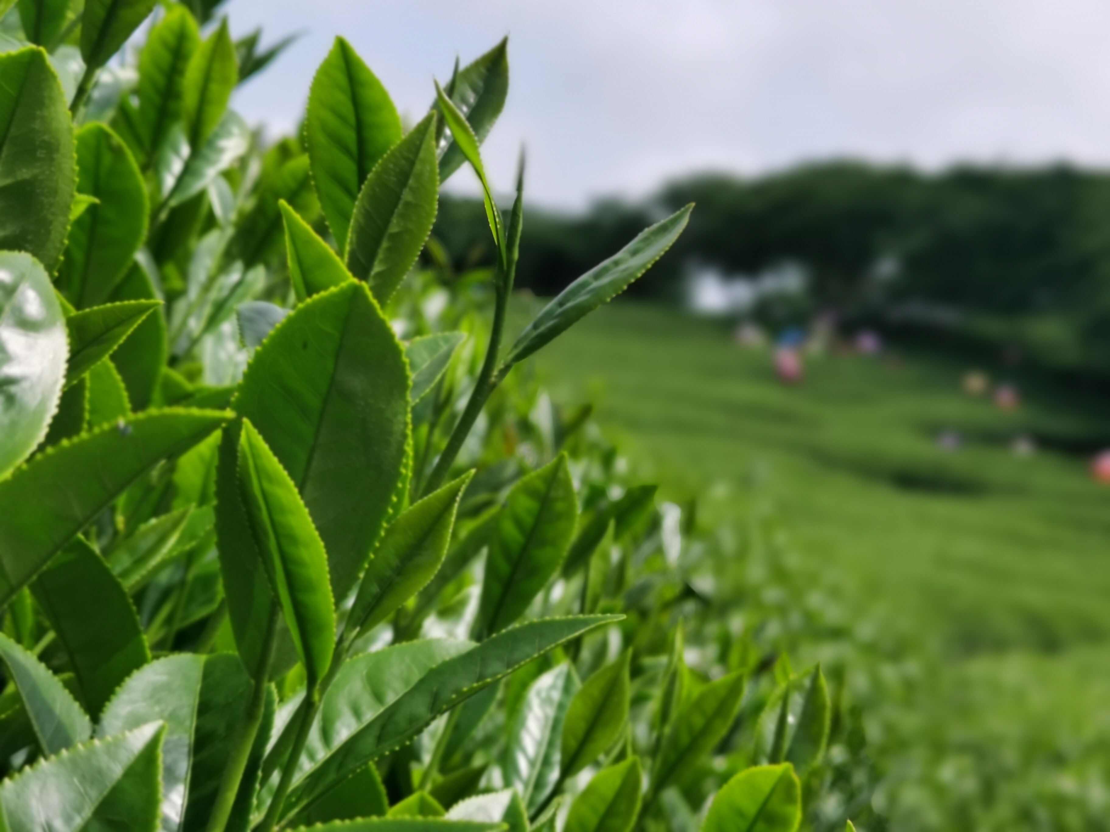 乌龙茶台式清香乌龙茶