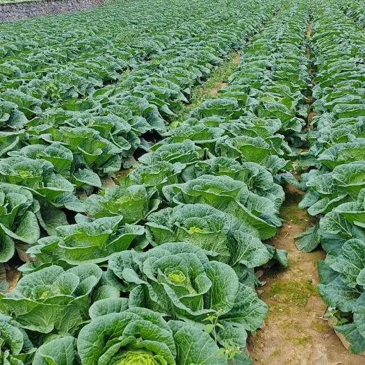利川市精品白菜