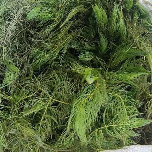 桂林金鱼藻