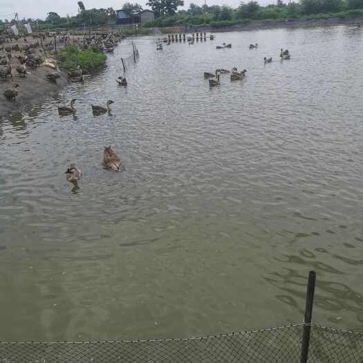 合浦县狮头鹅  肉鹅120天