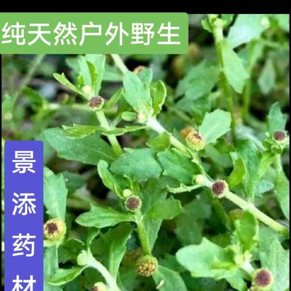 【原生原色】鹅不食胡荽鹅，新鲜采摘，自然晾晒，精选品质