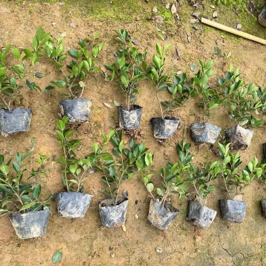 郴州茶梅苗茶梅球绿化工程苗地被苗湖南苗木基地大量供应价格实惠