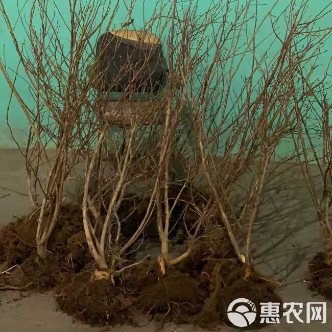 新品种大果蓝莓树苗 基地直发 保证品种 辽宁耐寒新品种蓝莓苗