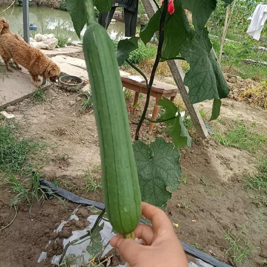 江阴市丝瓜油皮丝瓜