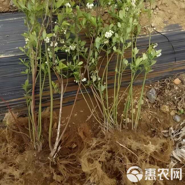 新品种大果蓝莓树苗 基地直发 保证品种 辽宁耐寒新品种蓝莓苗