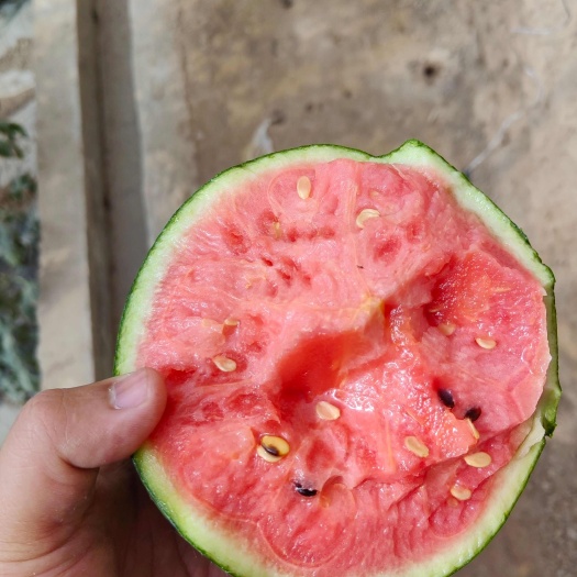 小吊瓜
