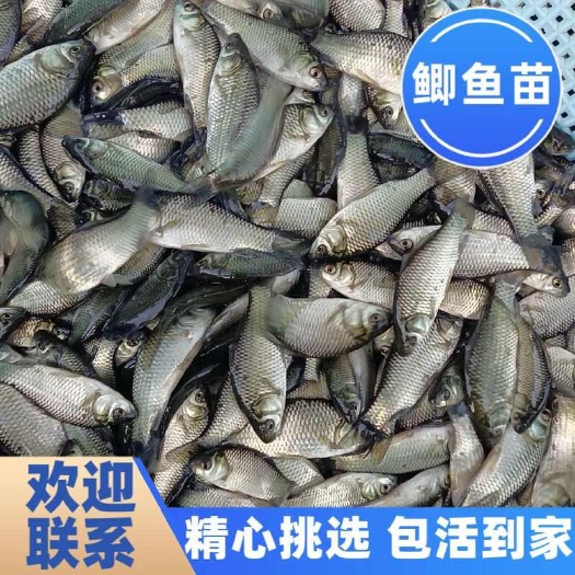 博罗县鲫鱼苗，鲜活鱼苗，涨势快，基地直发，送货上门，提供养殖技术
