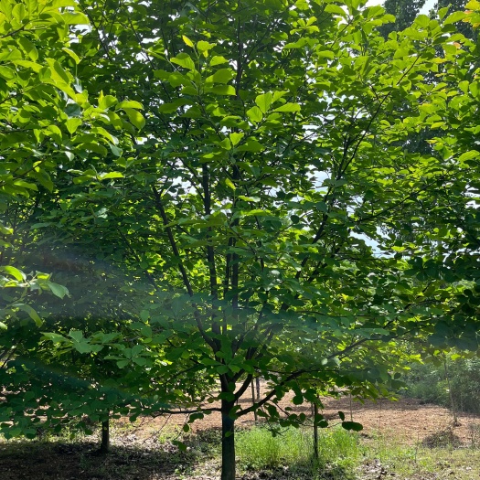 南阳紫玉兰