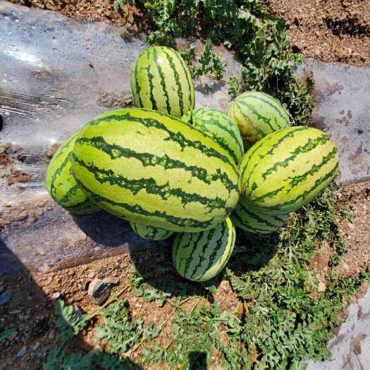 永登县兰州旱砂西瓜，皮薄瓤甜