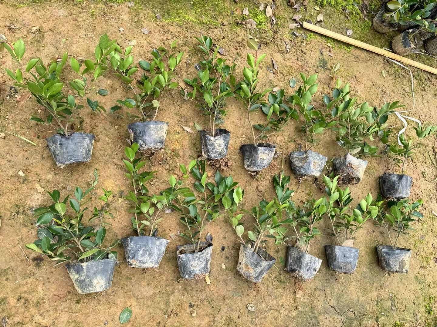 茶梅苗茶梅球绿化工程苗地被苗湖南苗木基地大量供应价格实惠