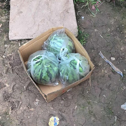 南充10年西瓜种植