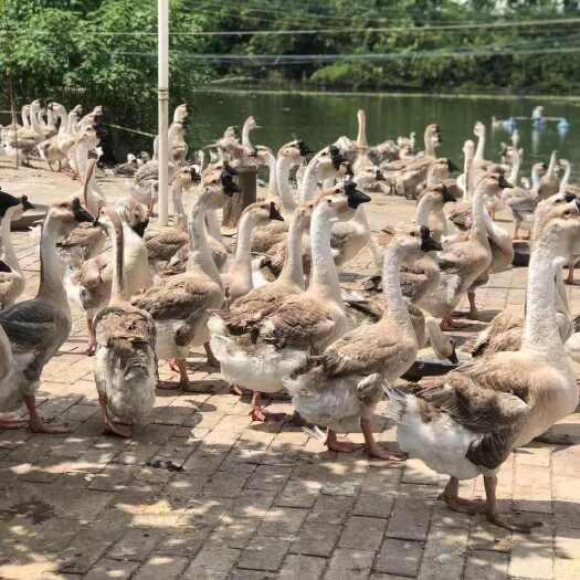 玉林特大种狮头鹅 脱温中鹅