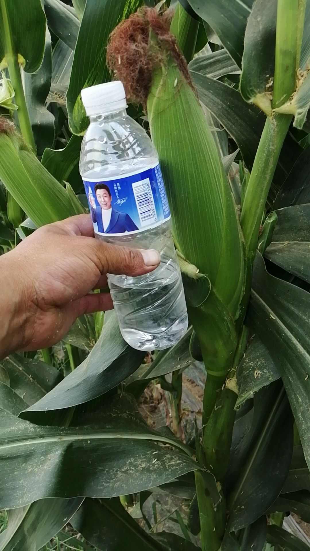 精品粘玉米，甜玉米穗大粒饱，产地直供