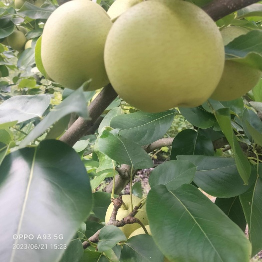 景东县自家种植的夏雪梨细腻化渣，口感纯正，汁多皮薄，欢迎惠顾！