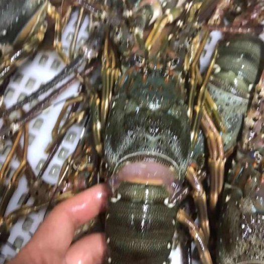 成都全规格小青龙