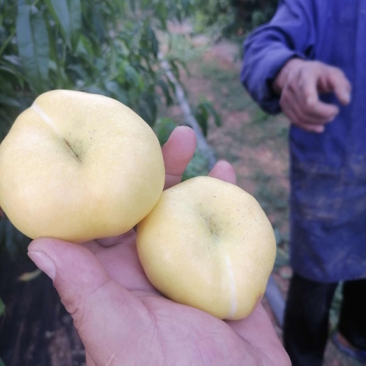 费县油蟠6-6，硬吃脆甜，软吃爆汁，果面光滑，个头均匀
