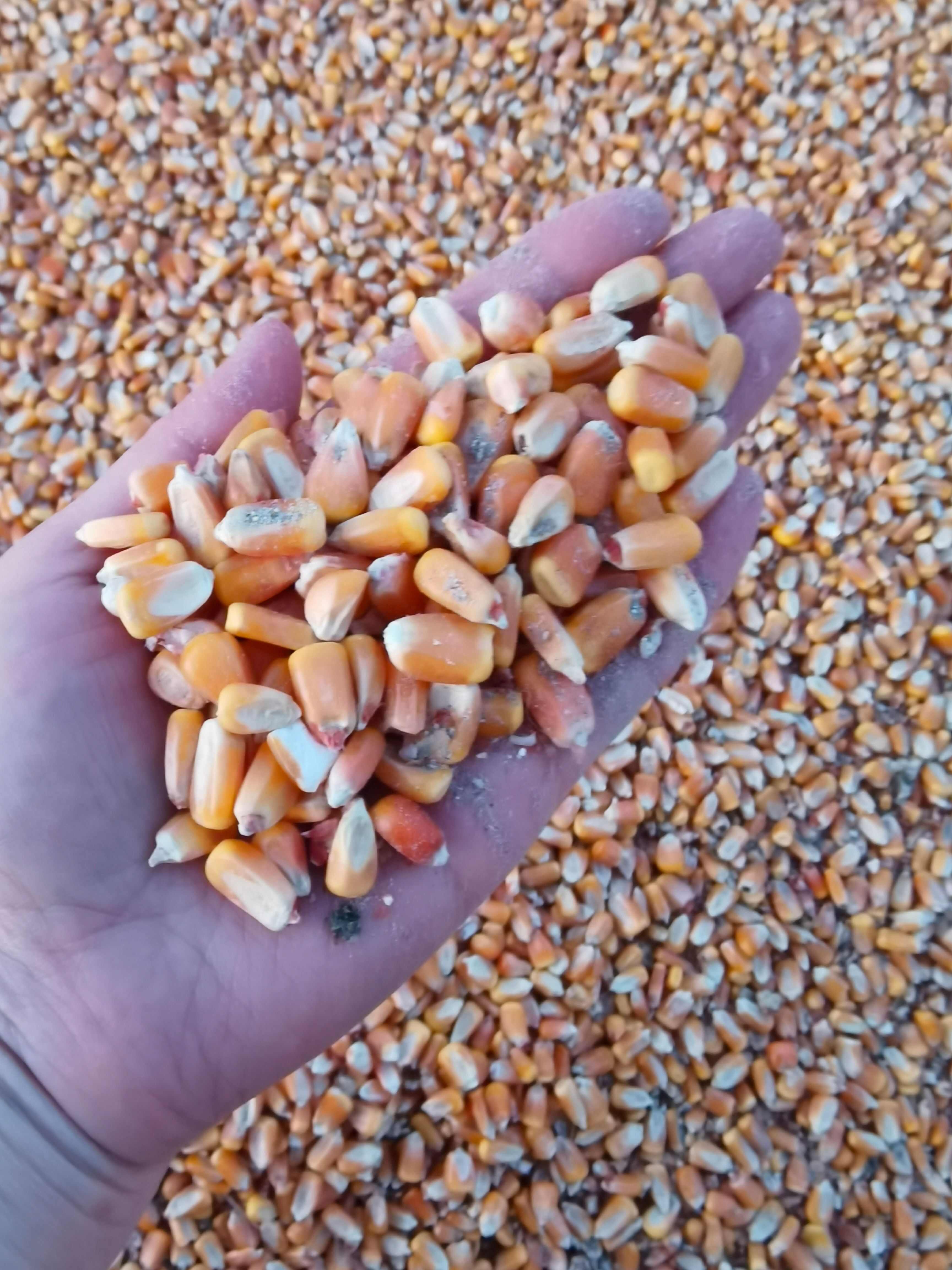 黑龙江二等玉米粒10万吨
