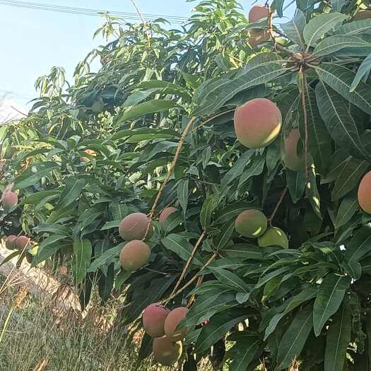 四川攀枝花热龙果