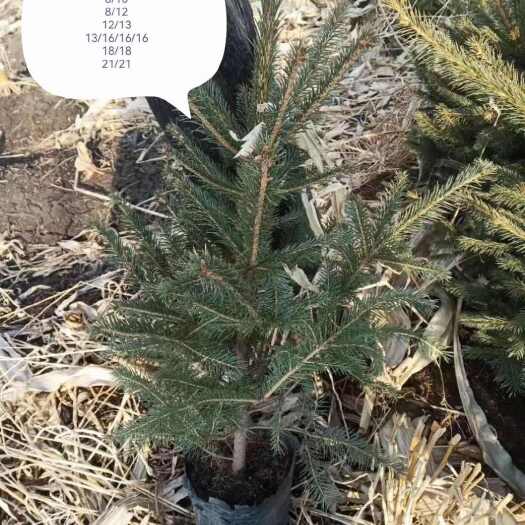 柳河县云杉小苗杯定植苖，占地苗规格全，品质保证好。