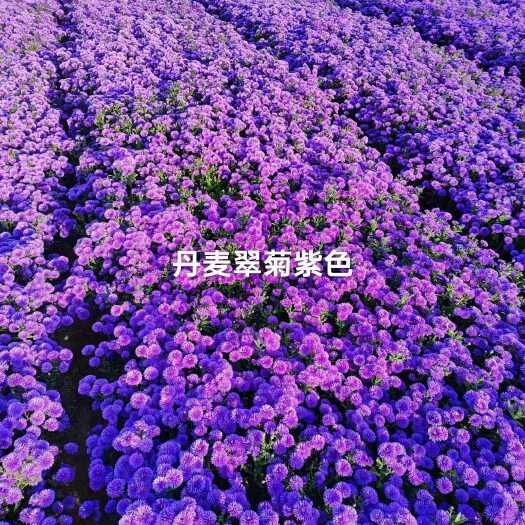 青州市丹麦翠菊