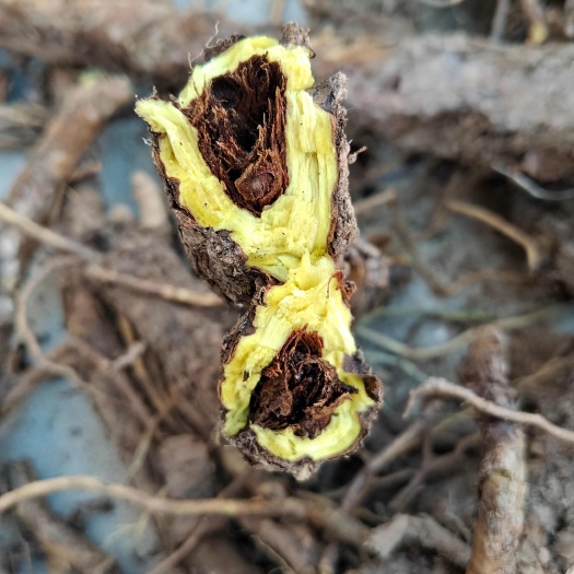 临县黄芩（枯芩）
