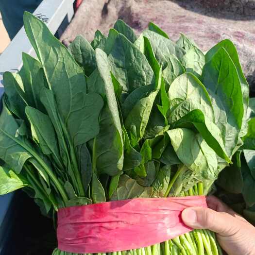 常州菠菜