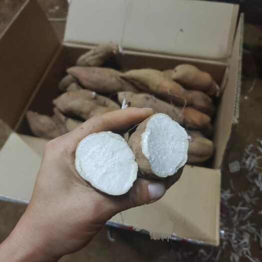 夏津县红皮白哈密冰糖心蜜薯