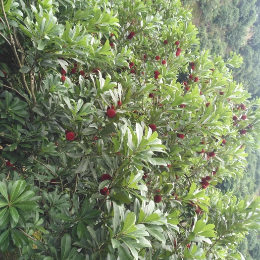  东魁杨梅