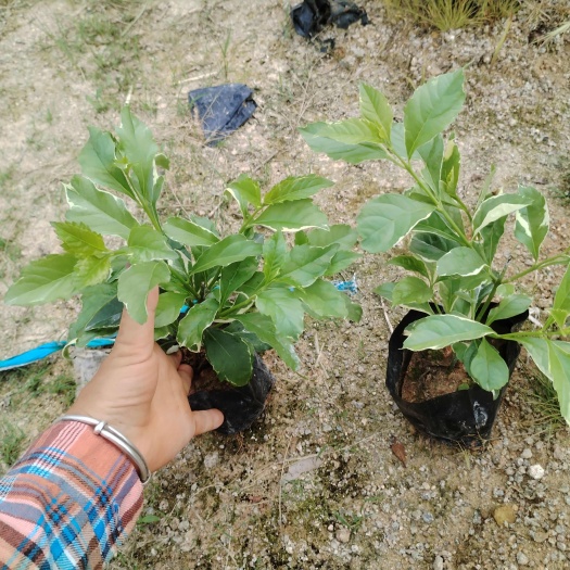 漳浦县花叶假连翘