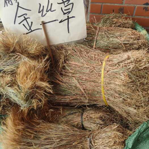 玉林金丝草别名毛毛草笔仔草中草药干货黄毛干货实拍图