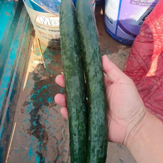 常州黄瓜