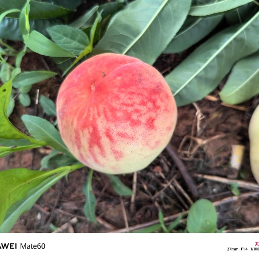 金堂县白凤桃  龙泉驿水蜜桃