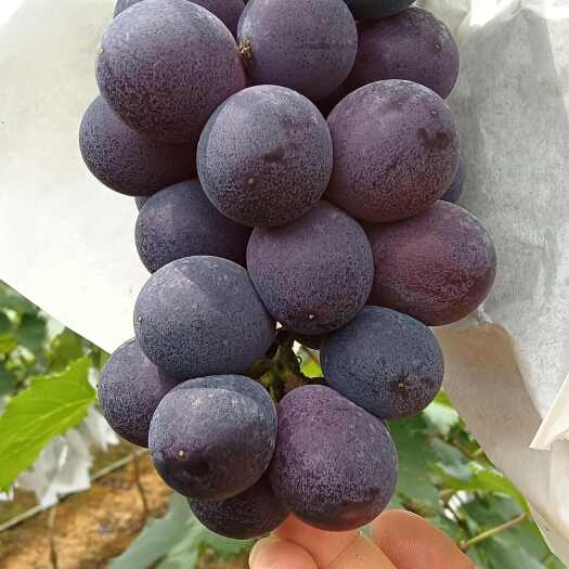 各种葡萄陆续登场，有需要的联系我，诚信代办