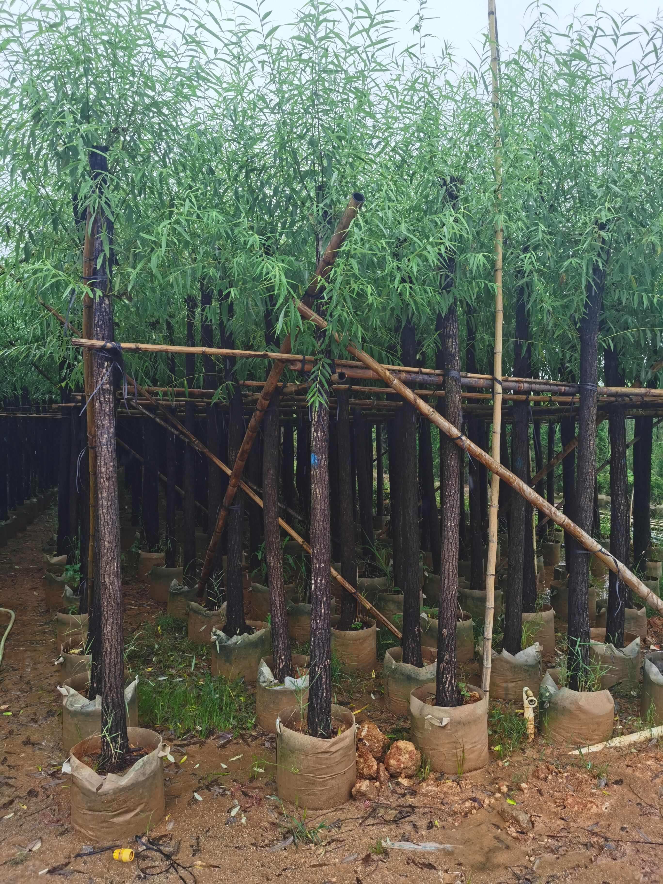 柳树