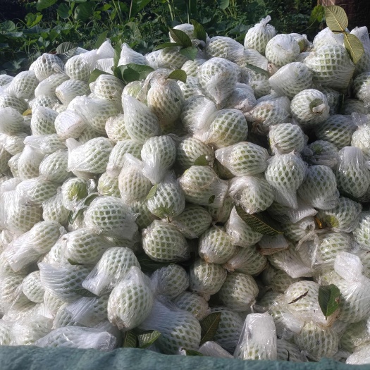 廉江市芭乐，番石榴