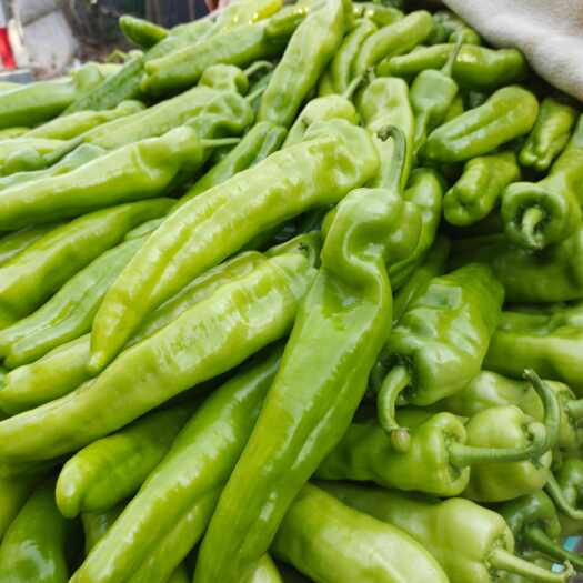 中牟县精品青皮尖椒 产地直供  质量保证 专业代办 代发全国
