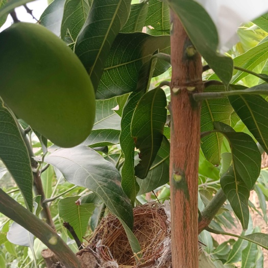 宁南县天然食品，无施一丁点化工肥料，无打一滴农药，自然成熟。
