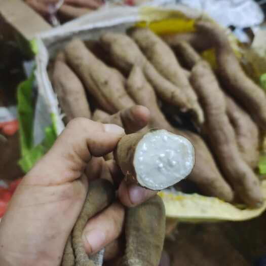 夏津县白哈密白心红薯