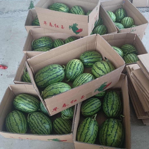 砀山县2K 小糖丸