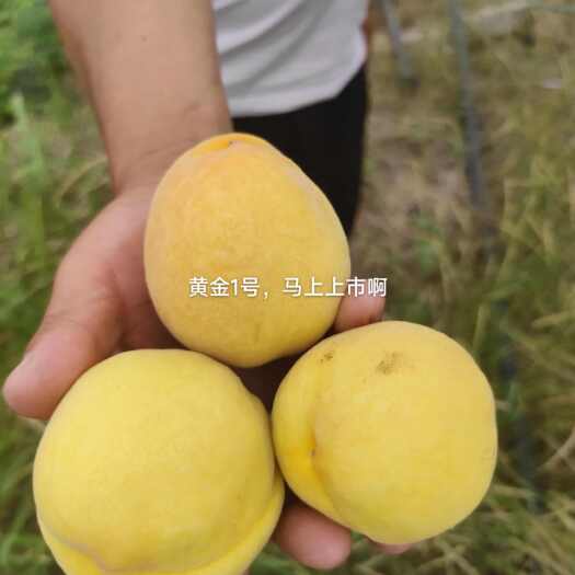 宁阳县黄金蜜桃