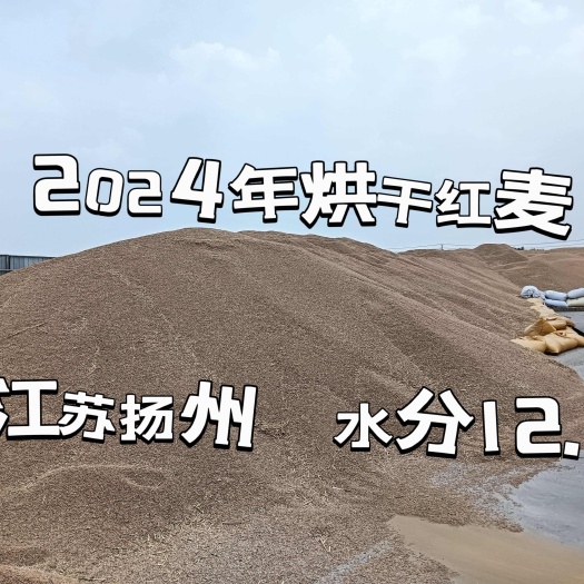 扬州2024年新鲜烘干红麦
