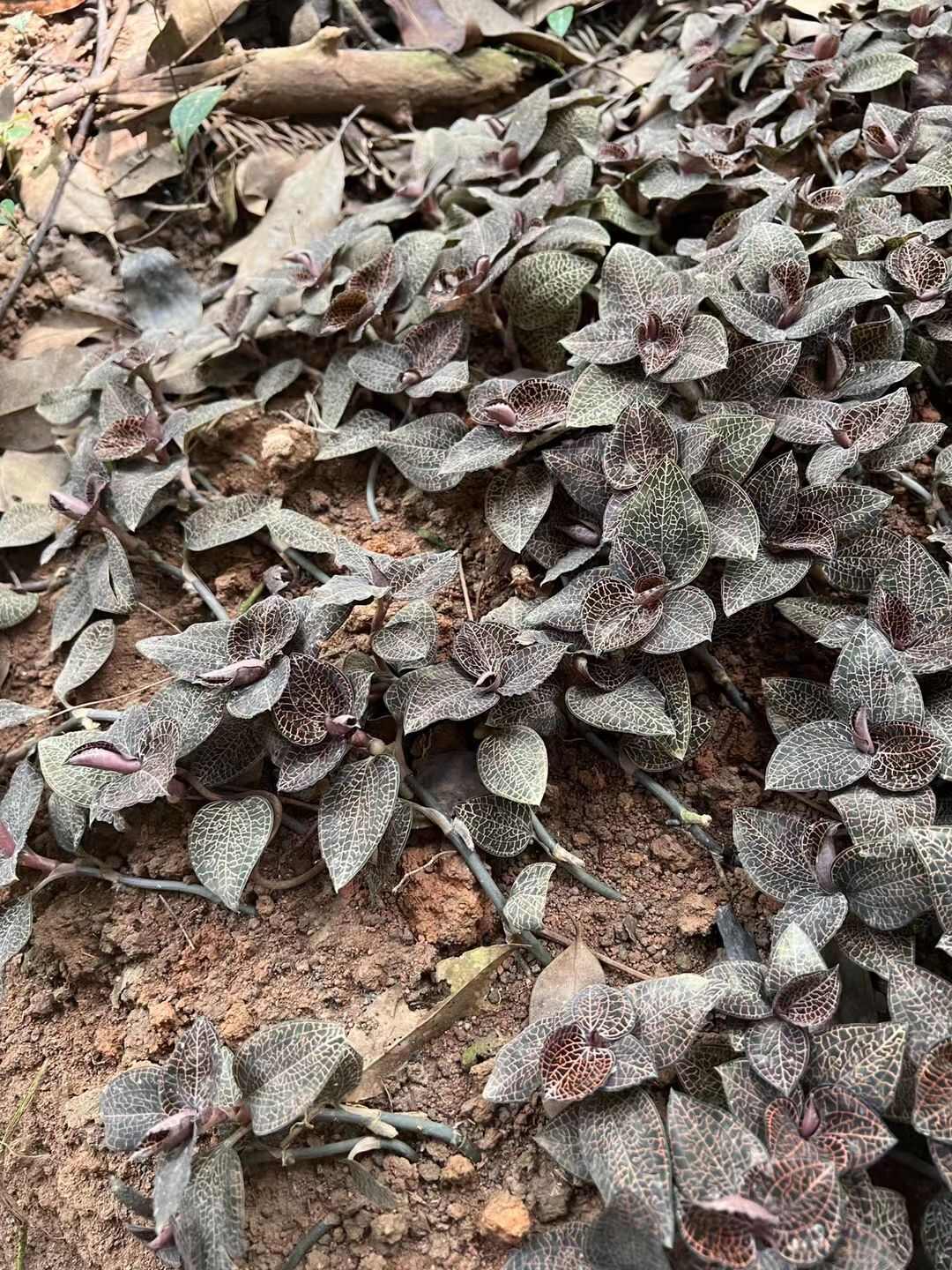 金线莲种子金线莲种苗金丝桃狗胡花金线蝴蝶过路黄金线兰苗