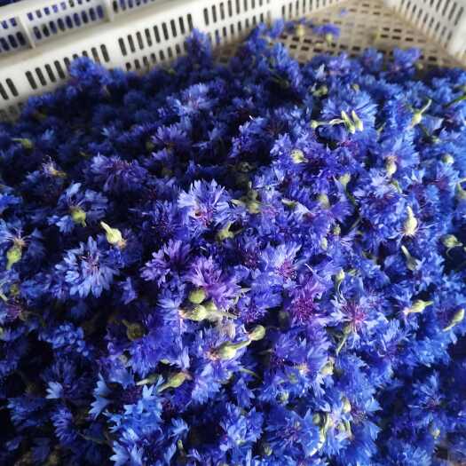 宿州失车菊干花