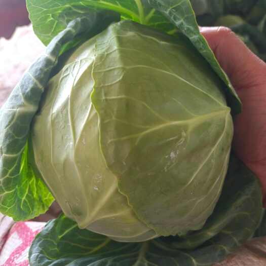 常州甘兰