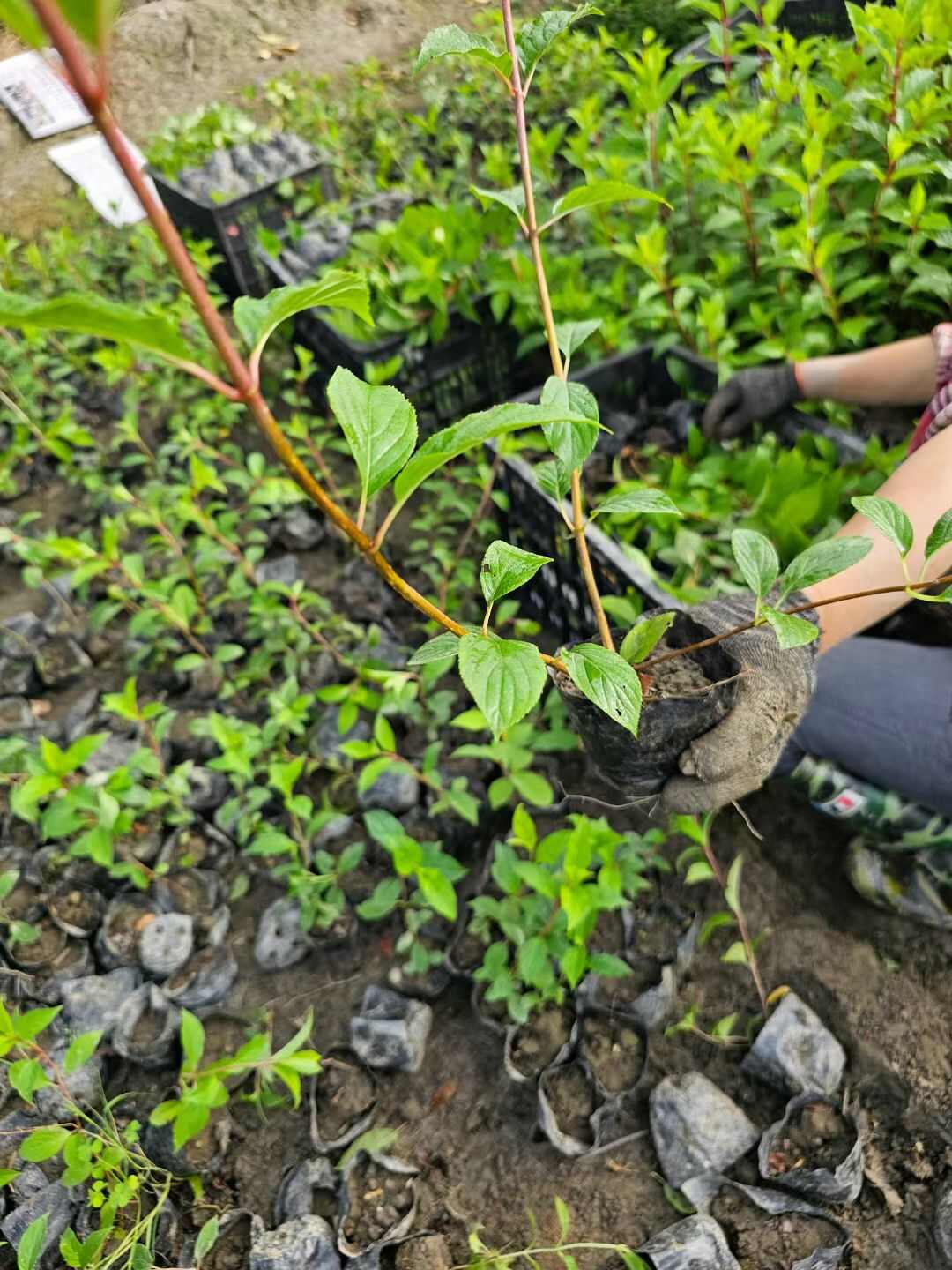 圆锥绣球香草草莓杯苗