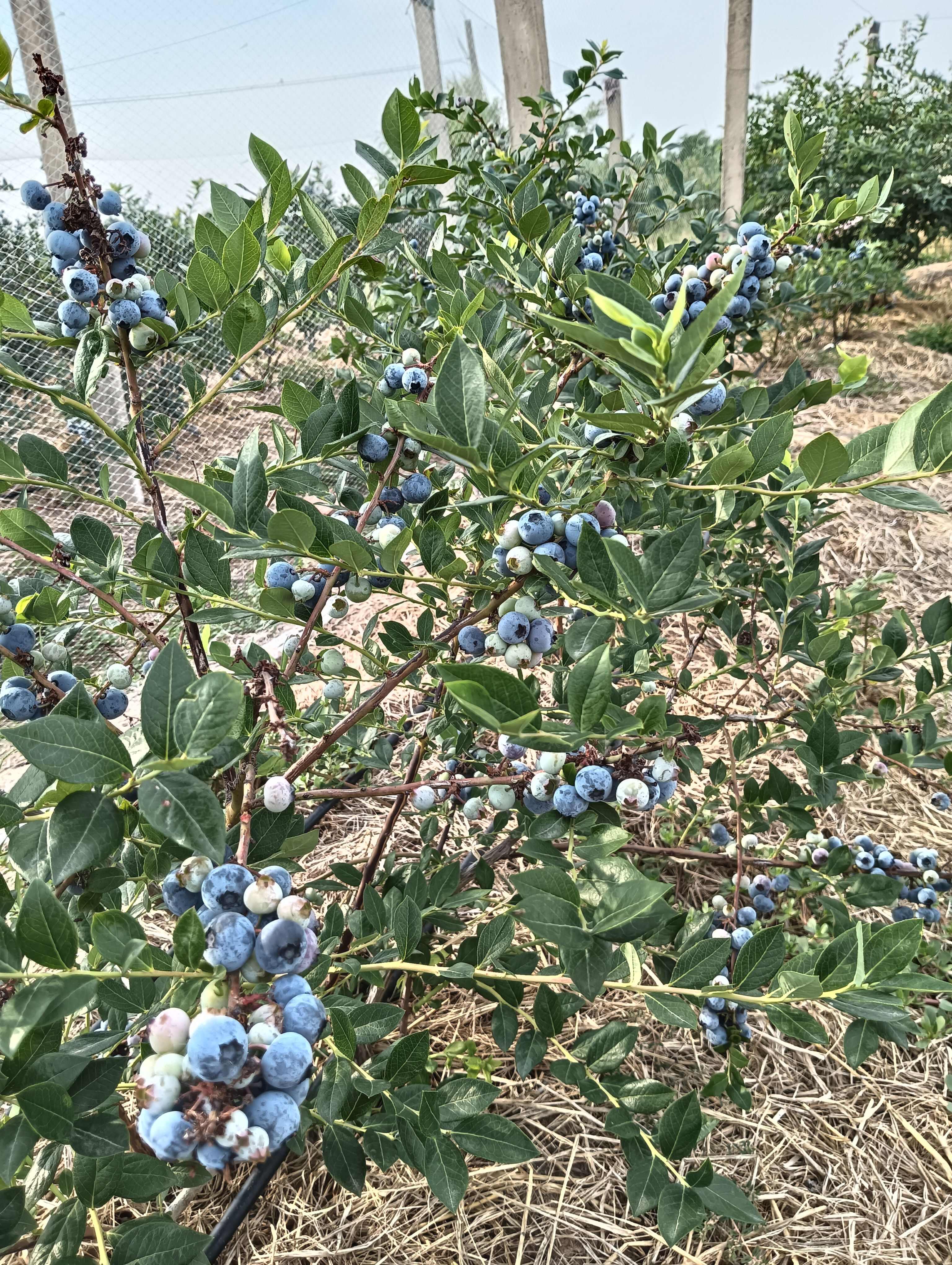 现采摘新鲜蓝莓