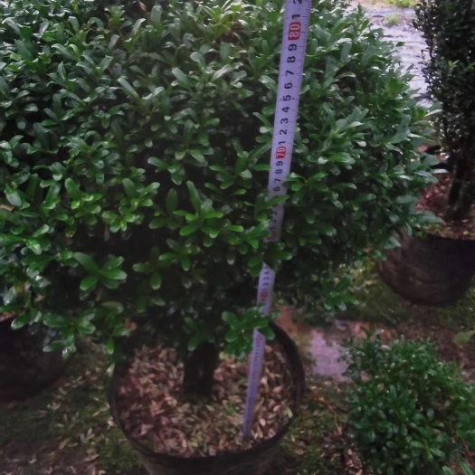 漳平市小叶黄杨，基地直销，各种规格，量大价优，自产自销