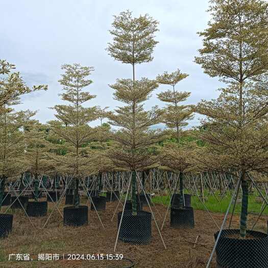 揭阳锦叶榄仁5-10分袋苗，移植苗