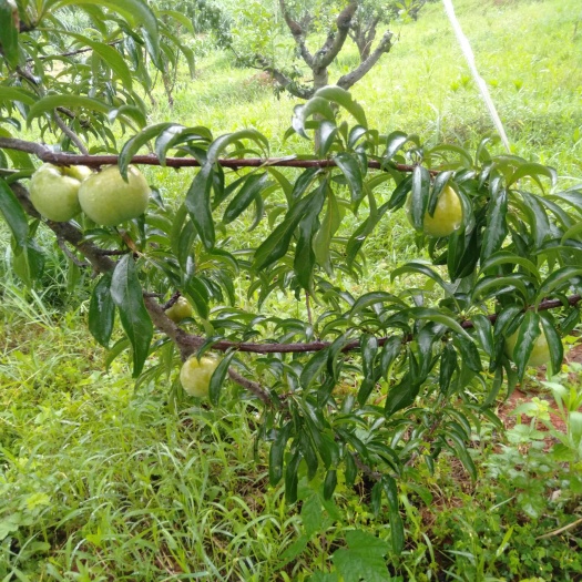 耒阳市蜂糖李